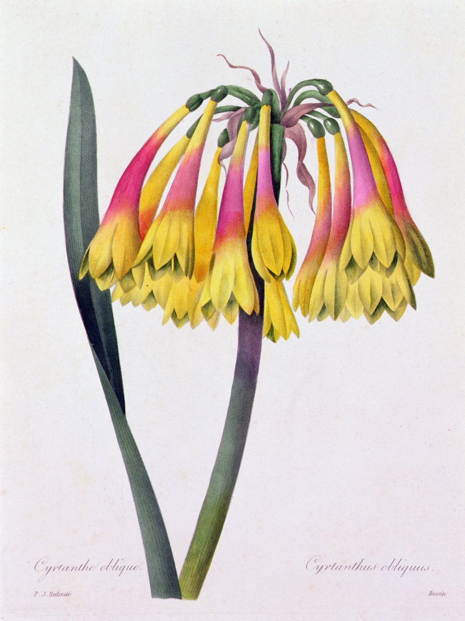 Cyrtanthus Obliquus (värillinen kaiverrus) tekijältä Pierre Joseph Redouté