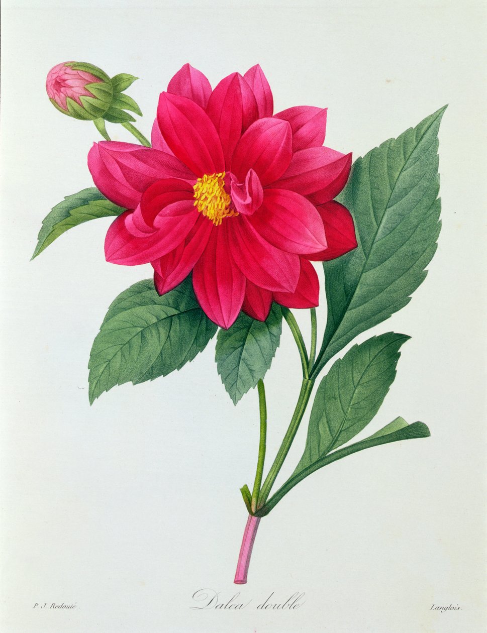 Dahlia Double (värillinen kaiverrus) tekijältä Pierre Joseph Redouté