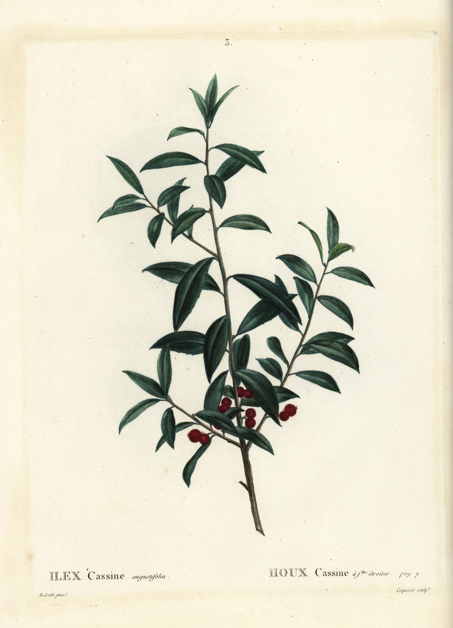 Dahoon holly tai cassina, Ilex cassine. Coqueret