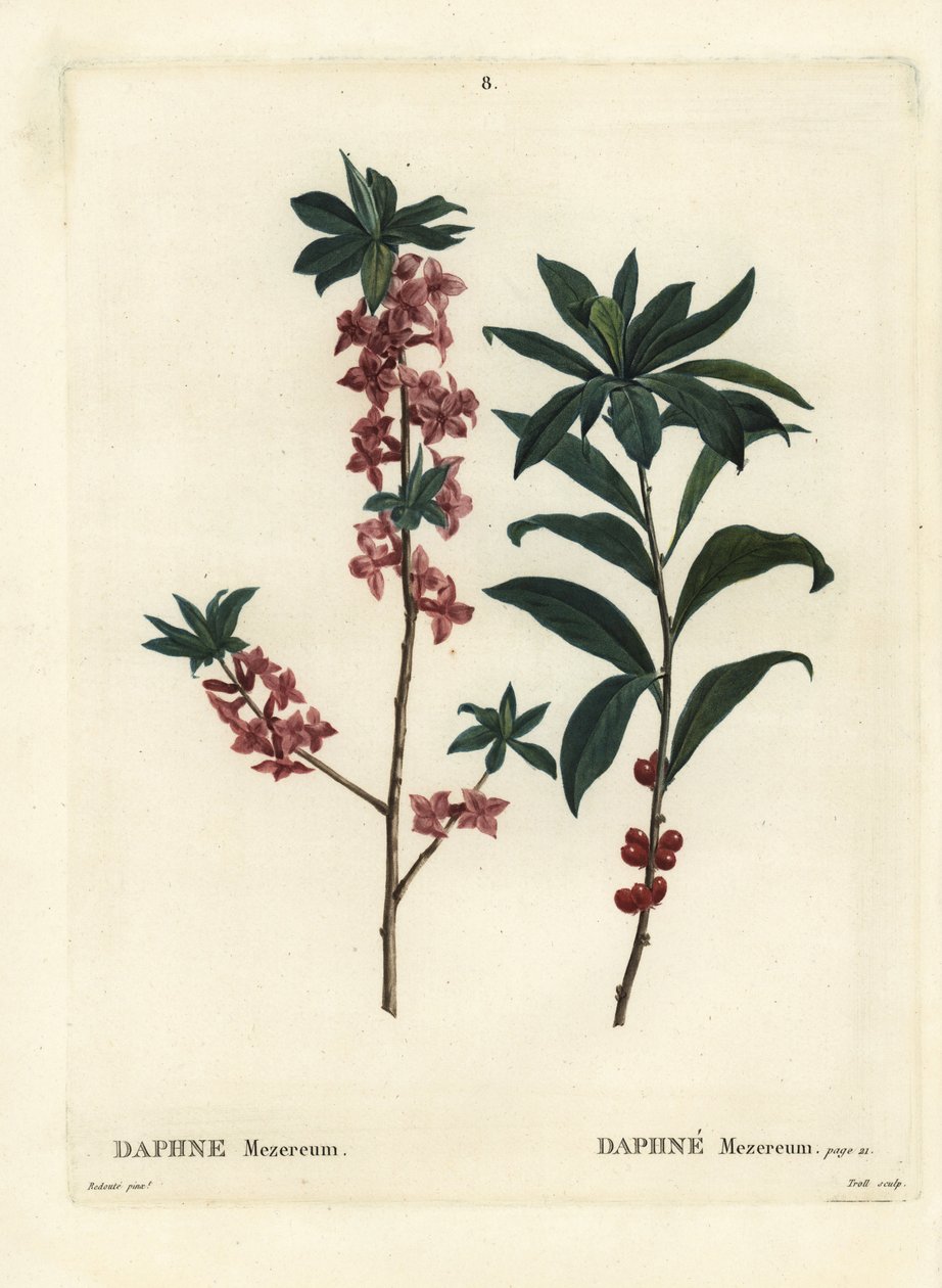 Daphne tai mezereon, Daphne mezereum. Trollin käsinvärinen pistekaiverrus Pierre-Joseph Redouten piirustuksen jälkeen Henri Louis Duhamel du Moncelin Treat des Arbres et Shrustesista, Pariisista tekijältä Pierre Joseph Redouté