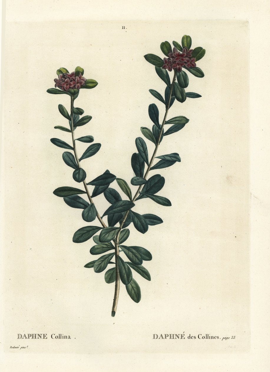 Daphne sericea (Daphne collina). Käsinvärinen pistekaiverrus Pierre-Joseph Redouten piirustuksen jälkeen Henri Louis Duhamel du Monceaun teoksesta Treat des Arbres et Shrustes, Pariisi tekijältä Pierre Joseph Redouté