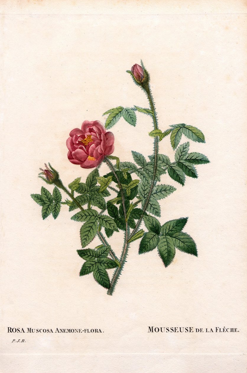 Arrow rose, Rosa centifolia var. muscosa, La Mousseuse de la Fleche. Käsinvärinen pistekuparikaiverrus Pierre Joseph Redouten teoksesta "Les Roses" Paris tekijältä Pierre Joseph Redouté