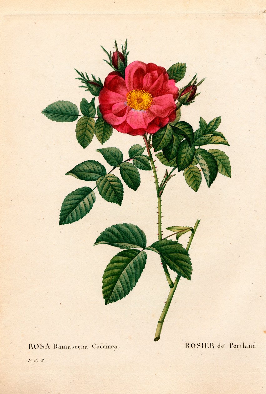 Portlandin herttuatar ruusu, Rosa portlandica, Portland ruusu. Käsinvärinen pistekuparikaiverrus Pierre Joseph Redouten teoksesta Les Roses, Paris tekijältä Pierre Joseph Redouté