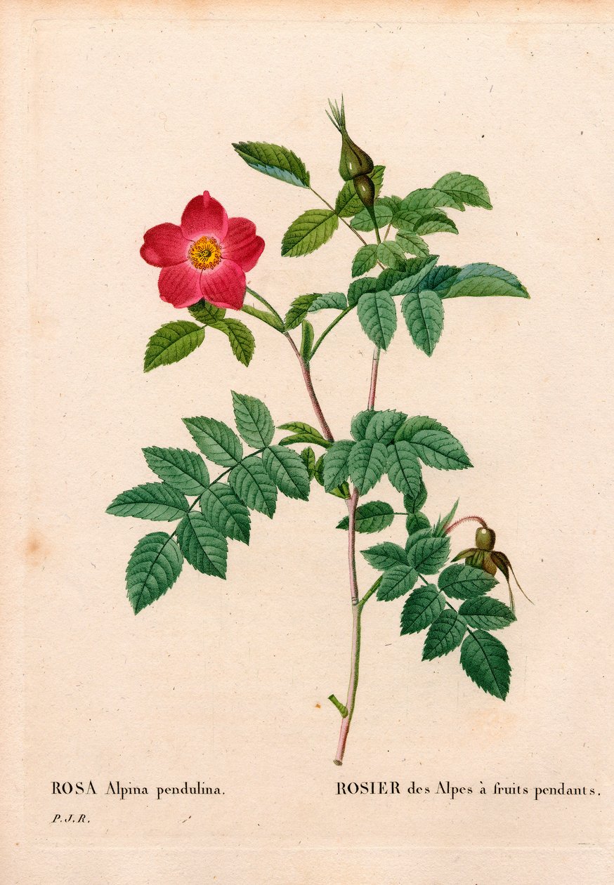 Aikana hedelmäinen vaaleanpunainen alppi, Rosa pendulina. Käsinvärinen pistekuparikaiverrus Pierre Joseph Redouten teoksesta Les Roses, Paris tekijältä Pierre Joseph Redouté