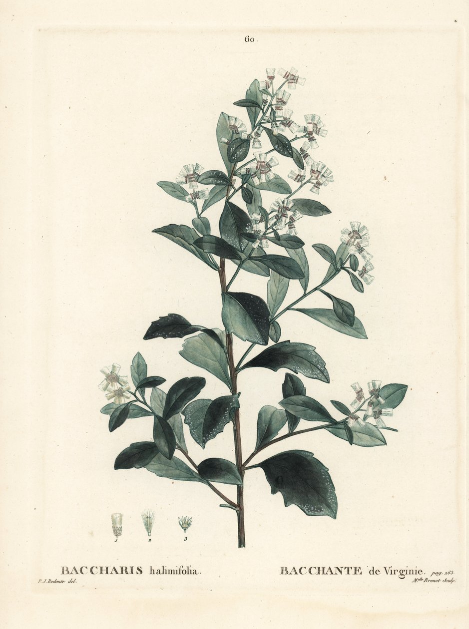 Itämäinen bakkaris, tähkäpensas, merimyrtti tai suolapensas, Baccharis halimifolia. Neiti Brenet