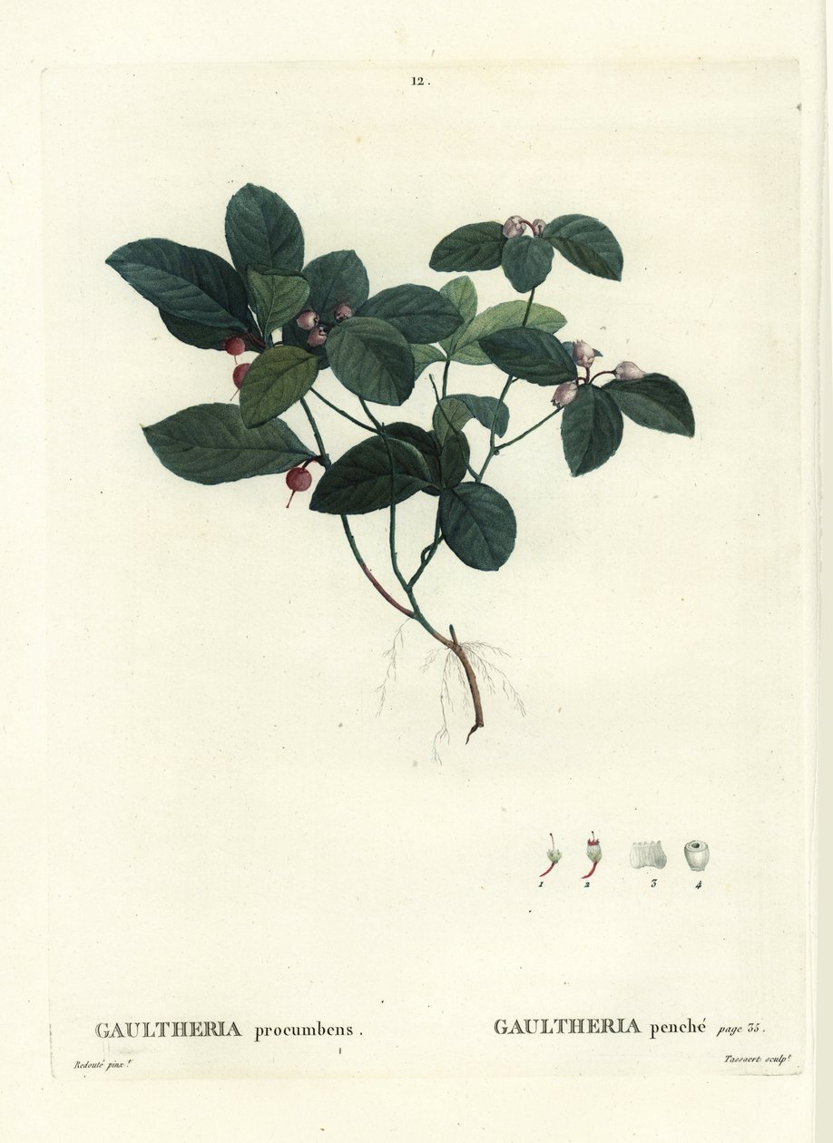 Itäinen teemarja, tammimarja tai puksimarja, Gaultheria procumbens. Tassaertin käsinvärinen pistekaiverrus Pierre-Joseph Redouten kuvituksen jälkeen Henri Louis Duhamel du Moncelin Treat des Trees et Shrustesista, Pariisista tekijältä Pierre Joseph Redouté