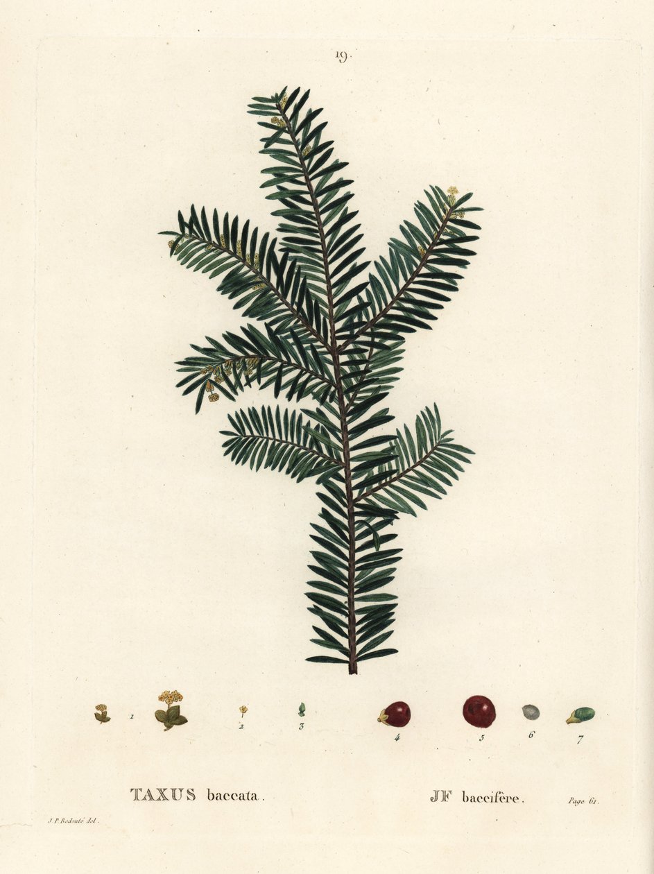 Englannin marjakuusi tai eurooppalainen marjakuusi, Taxus baccata. Käsinvärinen pistekaiverrus Pierre-Joseph Redouten piirustuksen jälkeen Henri Louis Duhamel du Monceaun teoksesta Treat des Arbres et Shrustes, Pariisi tekijältä Pierre Joseph Redouté