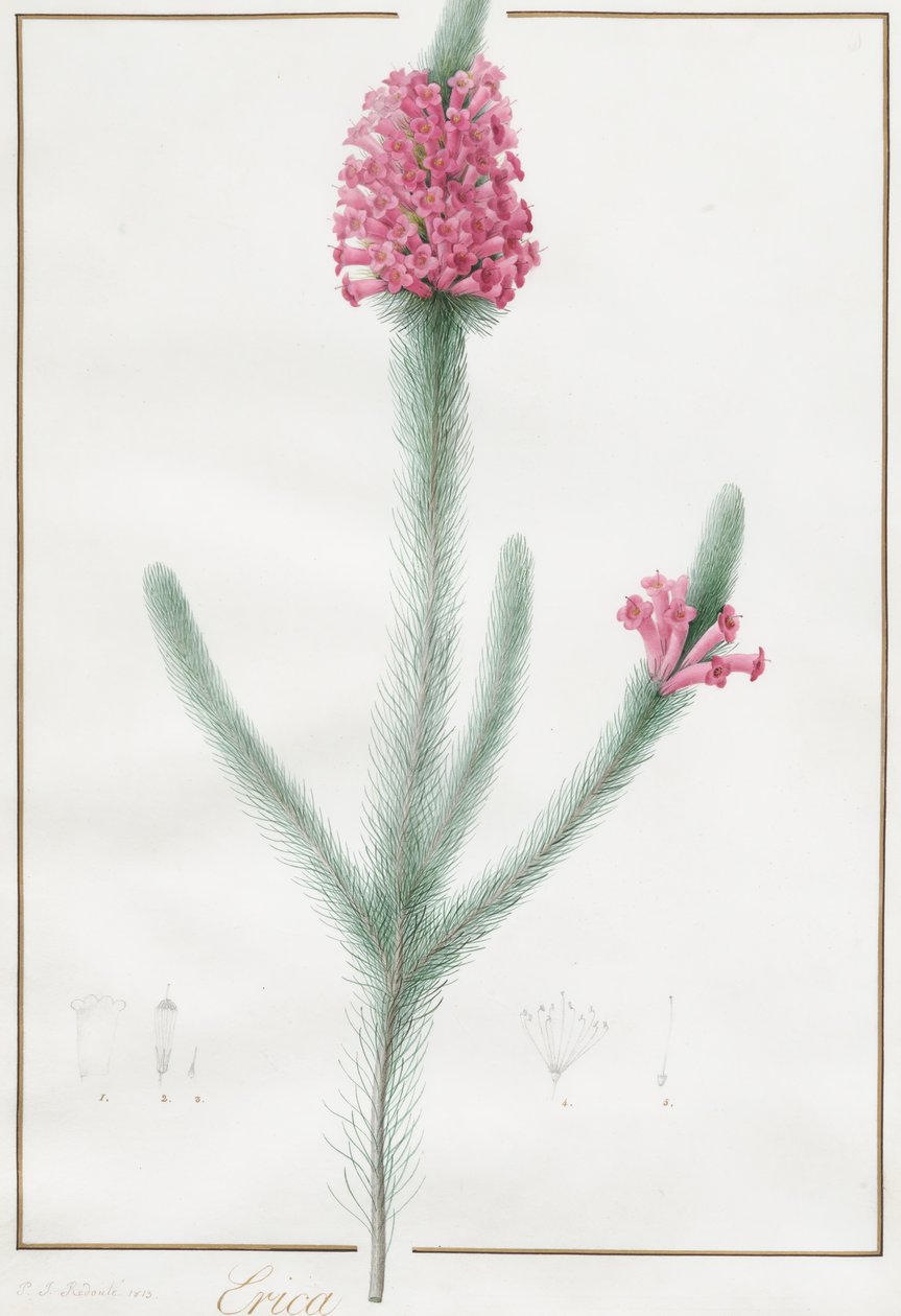 Erica Fulgida, 1813. tekijältä Pierre Joseph Redouté