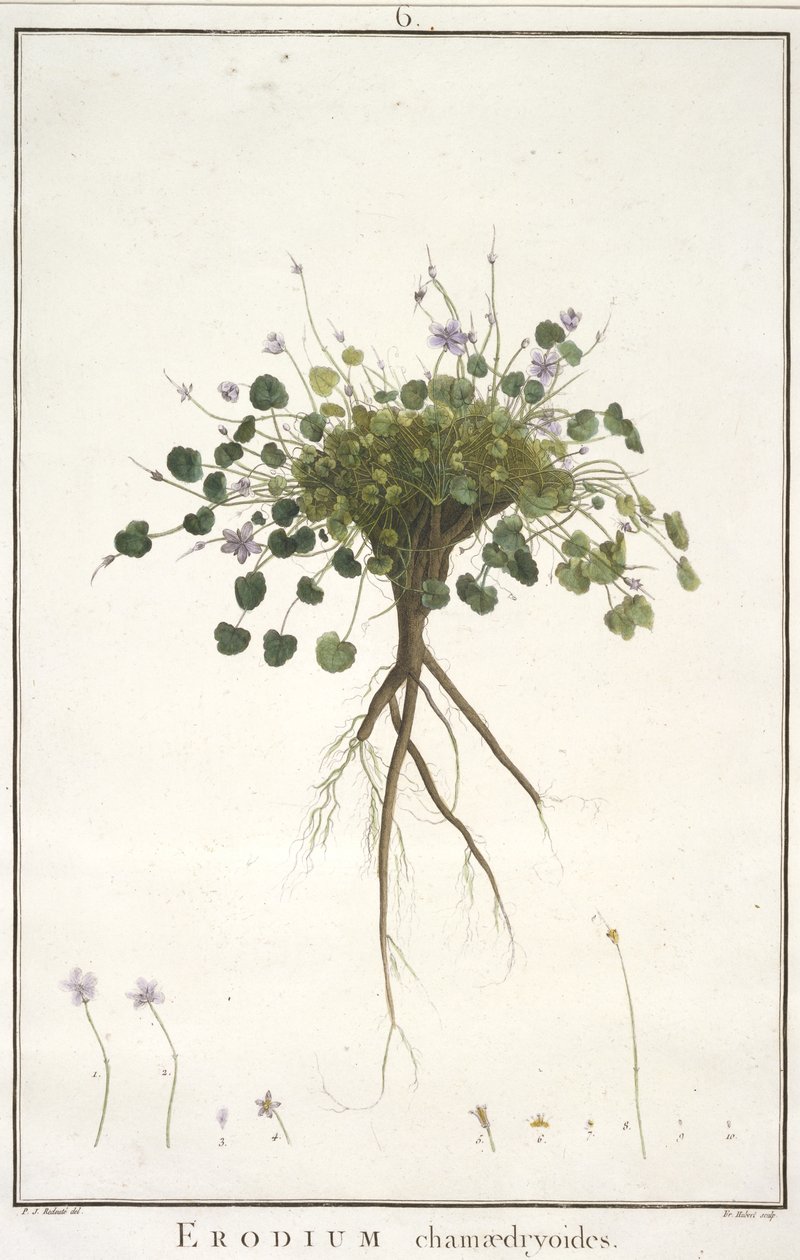 Erodium chamaedryoides, Geraniologysta tai Erodiuksen, Pelargoniin, Monsonian ja Grielin historiasta, kuvitettu ikoneilla, 1787-88 (käsinvärinen kaiverrus) tekijältä Pierre Joseph Redouté
