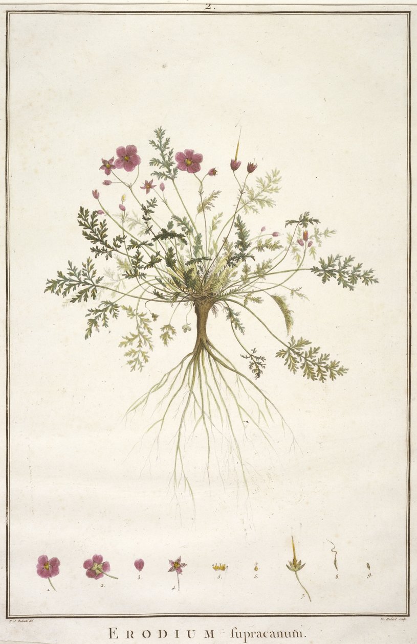 Erodius supracanum, Geraniologiasta tai Erodiin, Pelargoniin, Monsonian ja Grielin historiasta, kuvitettu ikoneilla, 1787-88 (käsinvärinen kaiverrus) tekijältä Pierre Joseph Redouté
