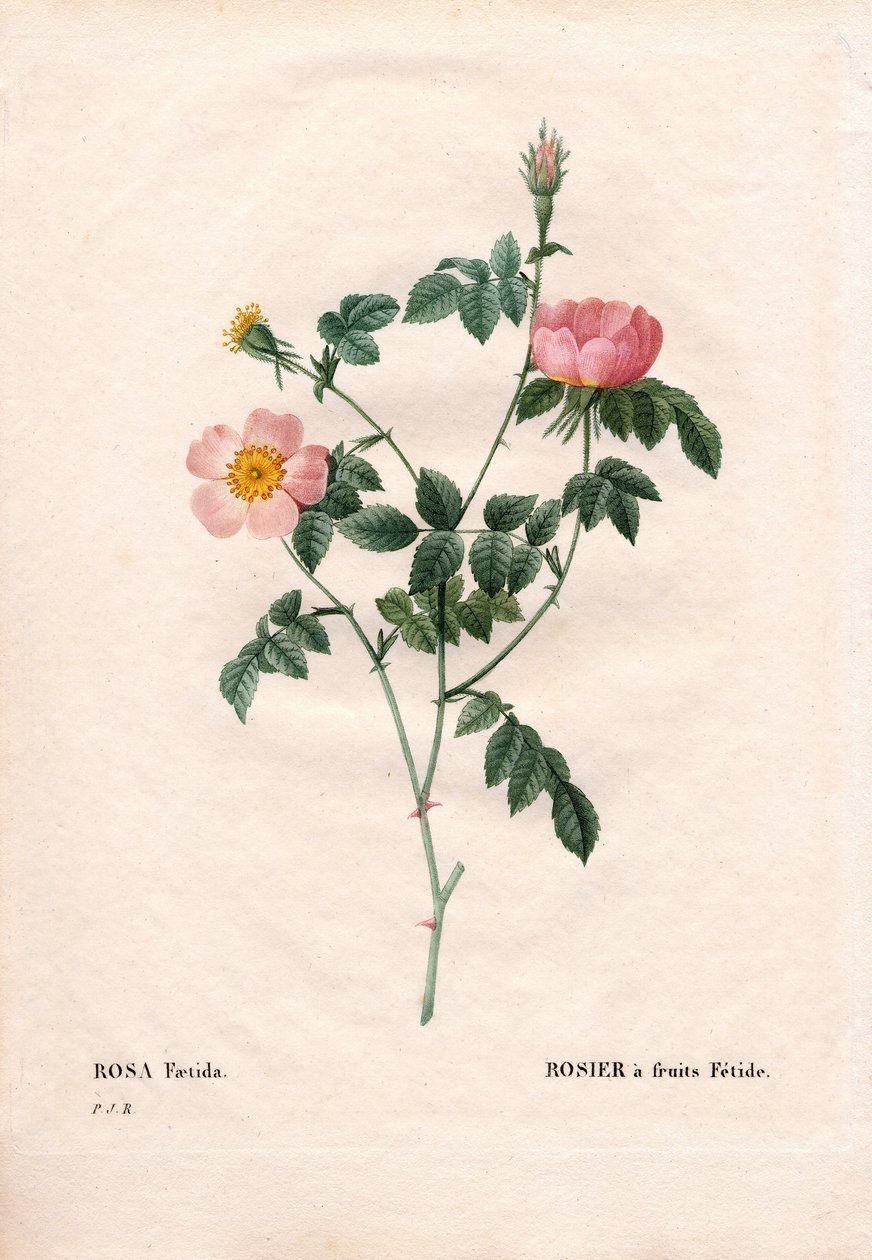 Fetide hedelmäruusu. Käsinvärinen pistekuparikaiverrus Pierre Joseph Redouten teoksesta Les Roses, Paris tekijältä Pierre Joseph Redouté