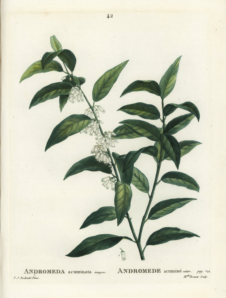 Fetterbush, Andromeda acuminata. Neiti Brenet