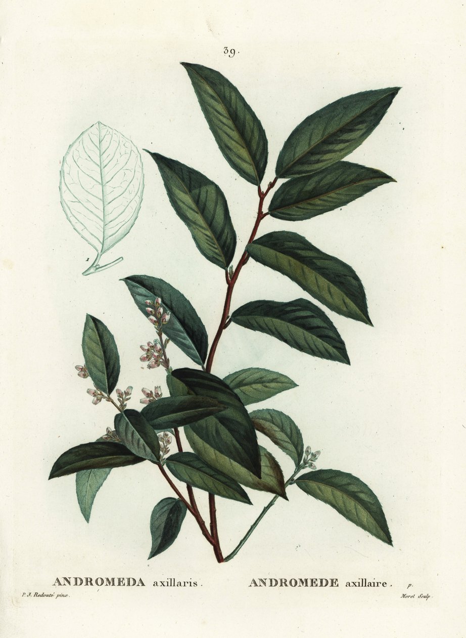 Fetterbush, Andromeda axillaris. Moretin käsinvärinen pistekaiverrus Pierre-Joseph Redouten piirustuksen jälkeen Henri Louis Duhamel du Moncelin teoksesta Treat des Arbres et Shrustes, Pariisi tekijältä Pierre Joseph Redouté