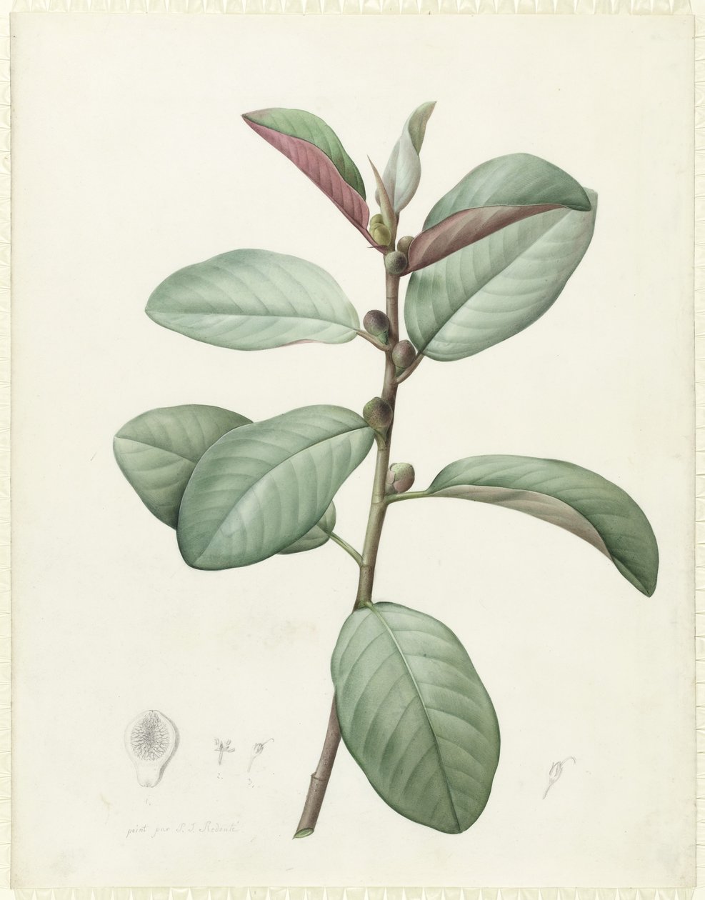 Ficus Rubiginosa (wc ja vartaloväri grafiitin päällä perunakalvolla) tekijältä Pierre Joseph Redouté