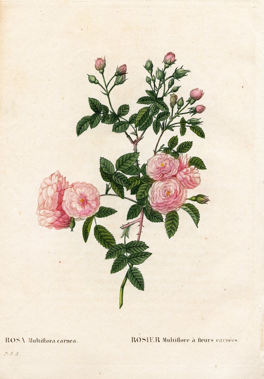 Lihanpunainen pinkki multiflora, Rosa multiflora var. carnea, Rosier Multiflora karneankukilla. Käsinvärinen pistekuparikaiverrus Pierre Joseph Redouten teoksesta Les Roses, Paris tekijältä Pierre Joseph Redouté