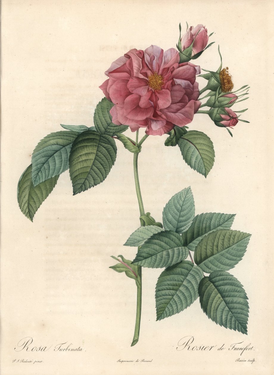 Frankfurt Rosier - Eau forte de Bessin, perustuu Pierre Joseph Redouten (1759-1840) kuvitukseen Les Rosesista tekijältä Pierre Joseph Redouté