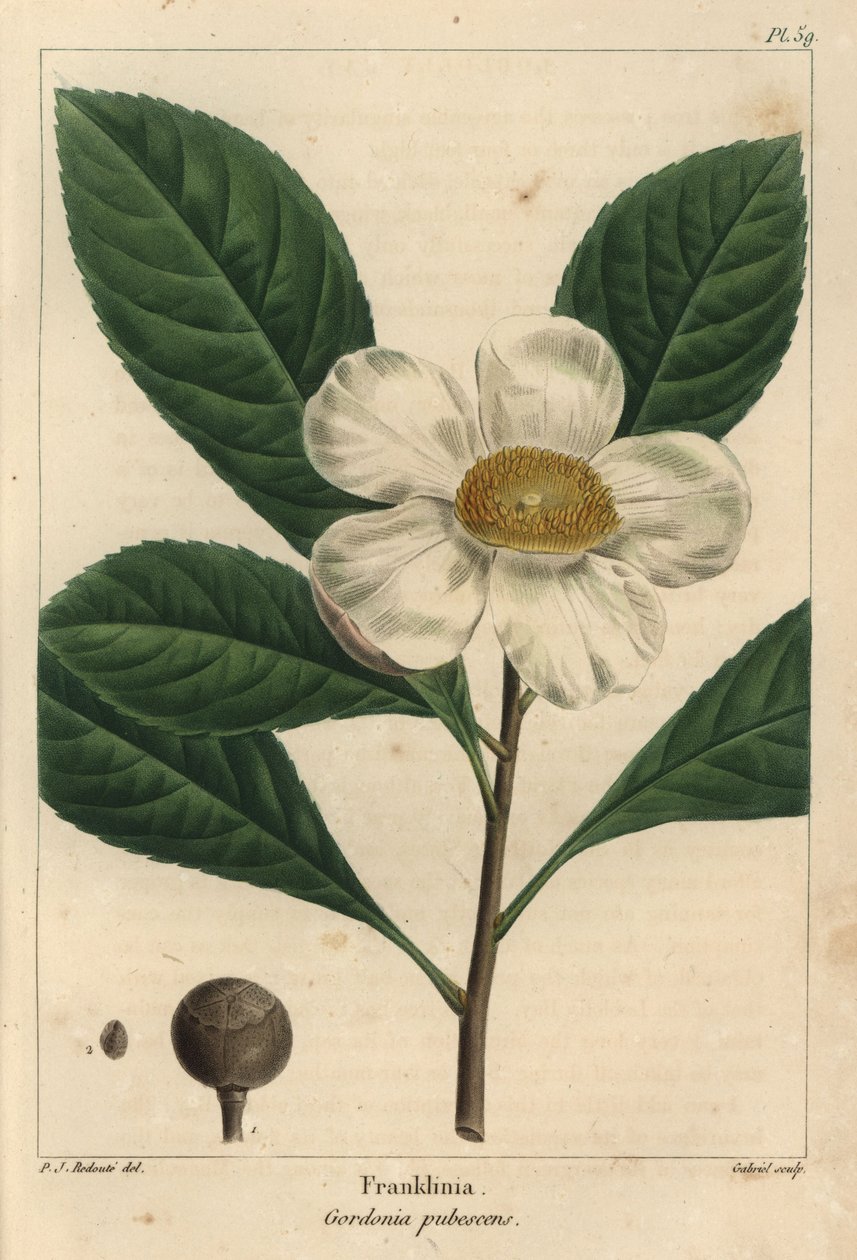 Franklinia-puu, Gordonia pubescens (kaiverrus) tekijältä Pierre Joseph Redouté