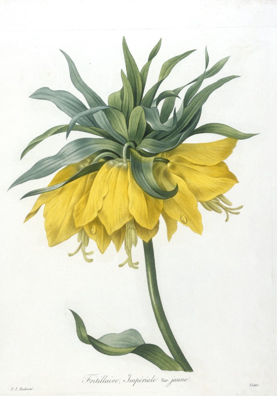 Fritillary, Imperialen keltainen lajike, kauneimpien kukkien ja kauneimpien hedelmien valinta, 1827 (käsinvärinen pistekaiverrus) tekijältä Pierre Joseph Redouté