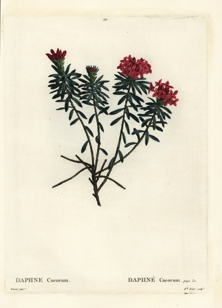 Seppeleen kukka ruusukulta daphne, Daphne cneorum. Neiti Rolet