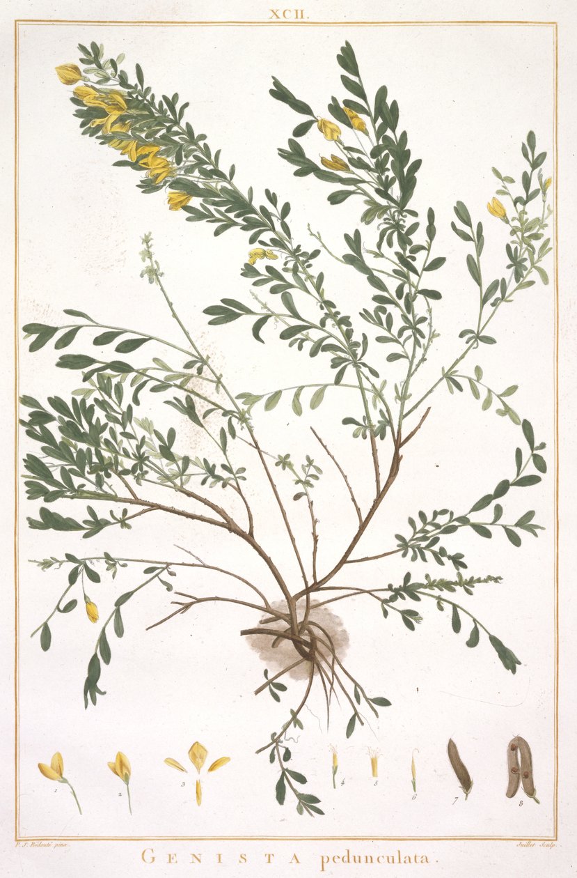 Genista pedunculata, Stripes Nova or Less Known, 1784 (käsinvärinen kaiverrus) tekijältä Pierre Joseph Redouté
