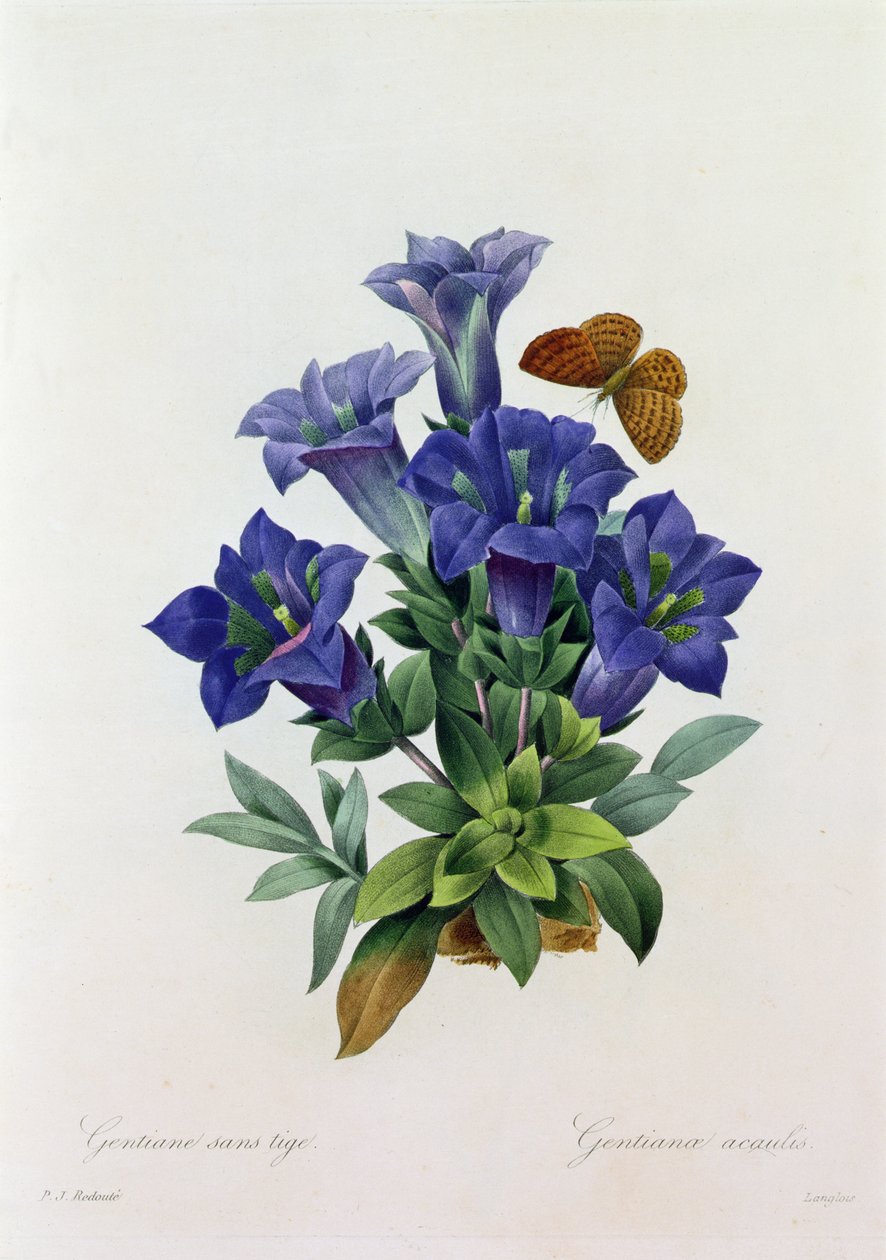 Gentiana Acaulis (värillinen kaiverrus) tekijältä Pierre Joseph Redouté