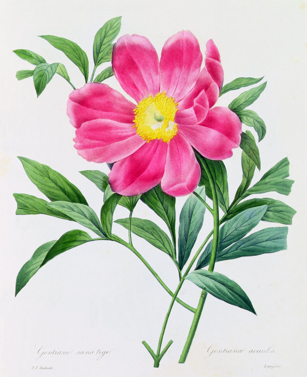 Varreton Gentian (värillinen kaiverrus) tekijältä Pierre Joseph Redouté