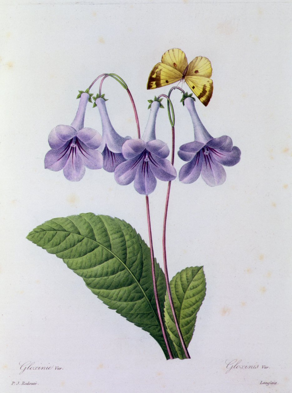 Gloxinia (värillinen kaiverrus) tekijältä Pierre Joseph Redouté