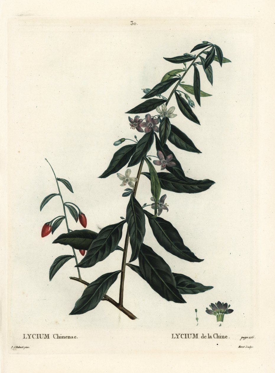 Goji-marja tai kiinalainen boxthorn, Lycium chinense. Moretin käsinvärinen pistekaiverrus Pierre-Joseph Redouten piirustuksen jälkeen Henri Louis Duhamel du Moncelin teoksesta Treat des Arbres et Shrustes, Pariisi tekijältä Pierre Joseph Redouté