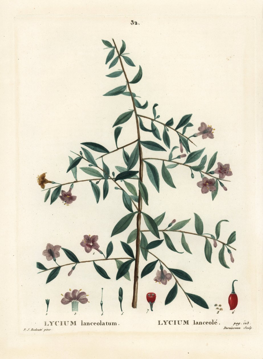 Goji-marja tai kiinalainen susimarja, Lycium barbarum (Lycium lanceolatum). Du Ruisseaun käsinvärinen pistekaiverrus Pierre-Joseph Redouten kuvituksen jälkeen Henri Louis Duhamel du Moncelin teoksesta Treat des Arbres et Shrustes, Pariisi tekijältä Pierre Joseph Redouté