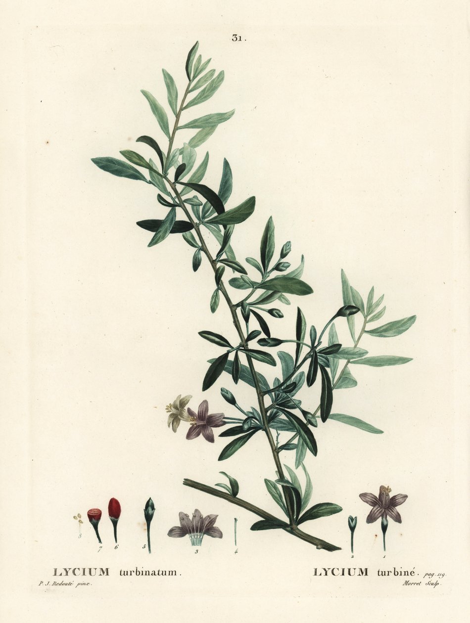 Goji-marja tai kiinalainen susimarja, Lycium barbarum (Lycium turbinatum). Moretin käsinvärinen pistekaiverrus Pierre-Joseph Redouten piirustuksen jälkeen Henri Louis Duhamel du Moncelin teoksesta Treat des Arbres et Shrustes, Pariisi tekijältä Pierre Joseph Redouté