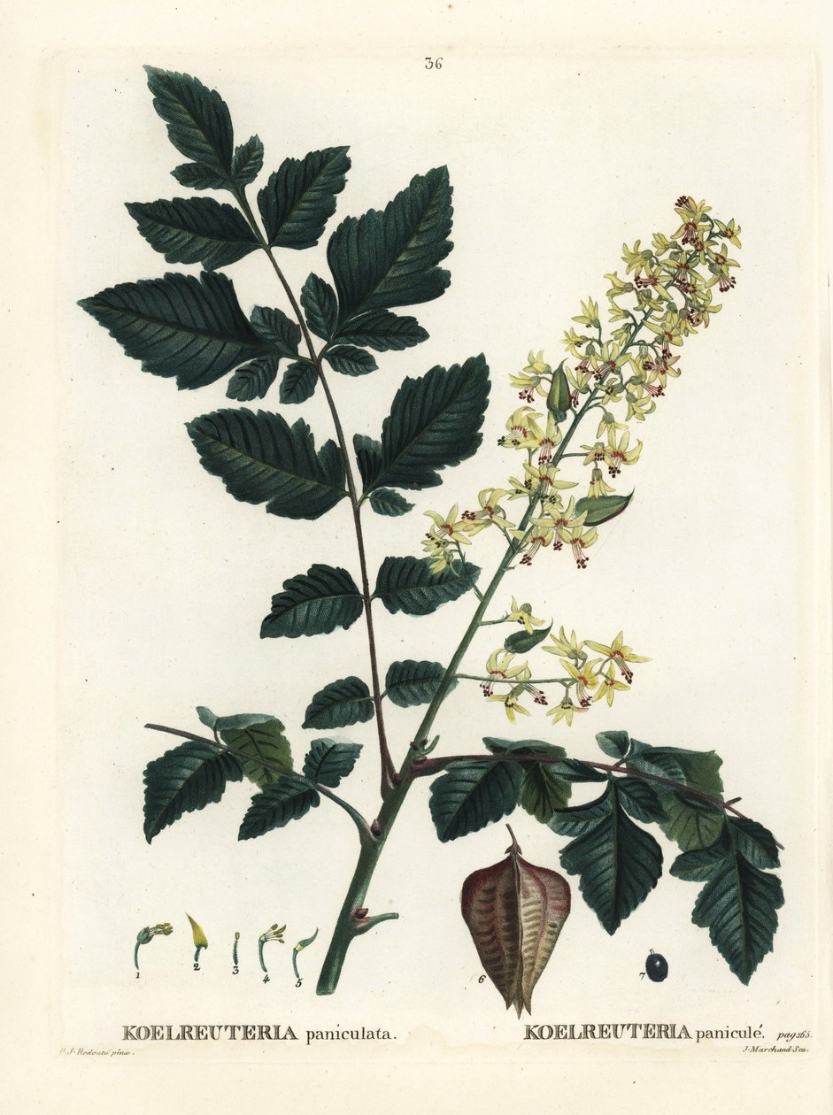Kultasadepuu, Intian ylpeys, kiinapuu tai lakkapuu, Koelreuteria paniculata. Käsinvärinen pistekaiverrus Pierre-Joseph Redouten piirustuksen jälkeen Henri Louis Duhamel du Monceaun teoksesta Treat des Arbres et Shrustes, Pariisi tekijältä Pierre Joseph Redouté