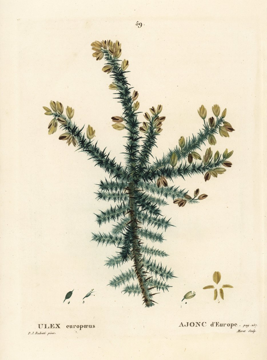 Kurki, kiukku tai vinku, Ulex europaeus. Moretin käsinvärinen pistekaiverrus Pierre-Joseph Redouten piirustuksen jälkeen Henri Louis Duhamel du Moncelin teoksesta Treat des Arbres et Shrustes, Pariisi tekijältä Pierre Joseph Redouté