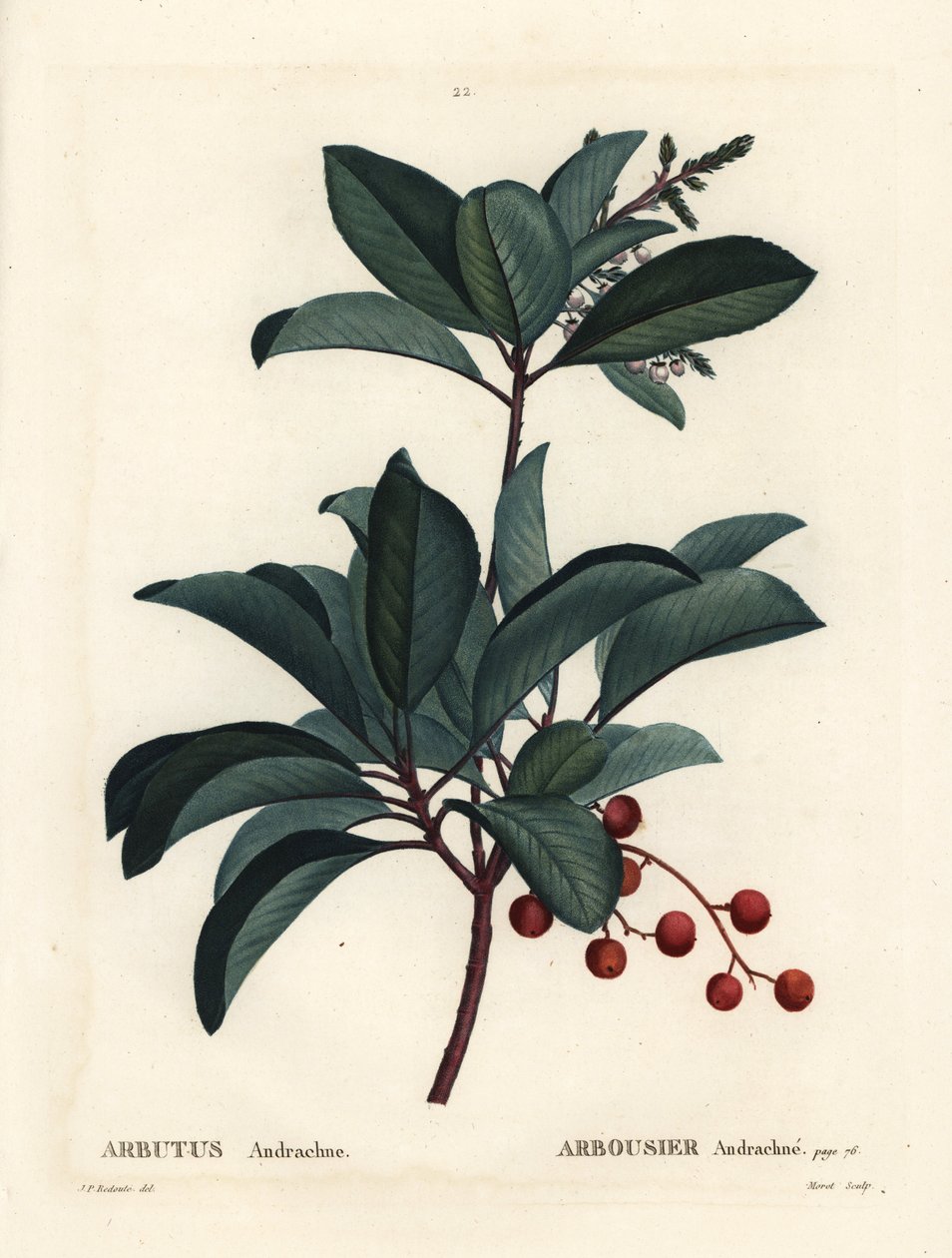 Kreikkalainen mansikkapuu, Arbutus andrachne. Moretin käsinvärinen pistekaiverrus Pierre-Joseph Redouten piirustuksen jälkeen Henri Louis Duhamel du Moncelin teoksesta Treat des Arbres et Shrustes, Pariisi tekijältä Pierre Joseph Redouté