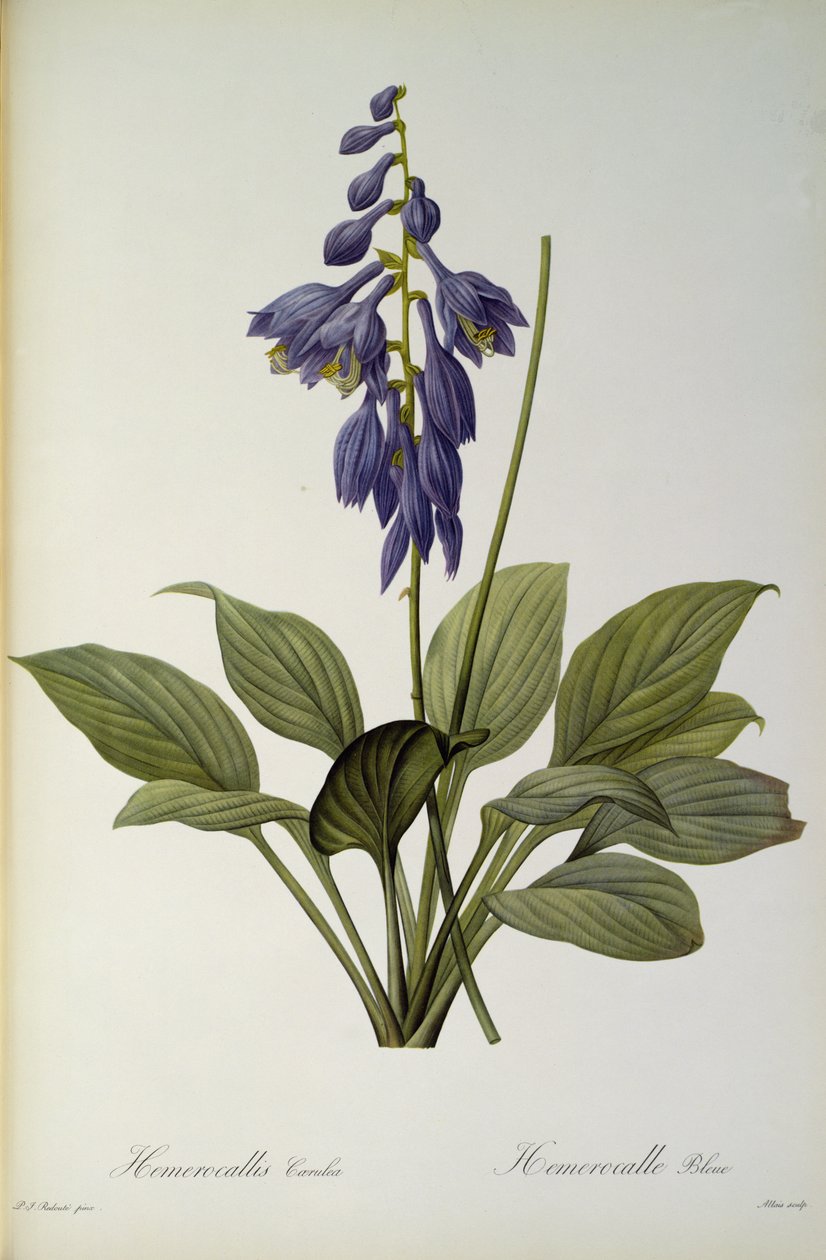 Hemerocallis Caerulea, Les Liliaceesista, 1806 tekijältä Pierre Joseph Redouté