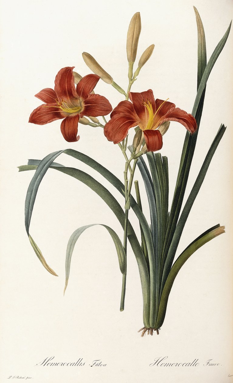 Hemerocallis Fulva - Hemerocallis Fauve tekijältä Pierre Joseph Redouté