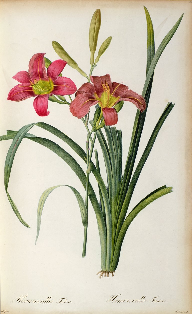 Hemerocallis fulva, Les Liliaceesista, 1805 tekijältä Pierre Joseph Redouté