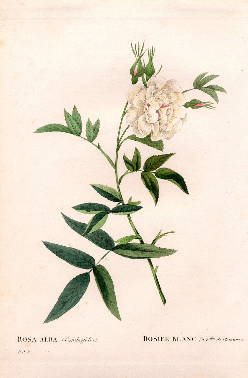 Hampunlehtinen valkoinen ruusu, Rosa alba var. cannabifolia, valkoinen ruusu hampunlehdillä. Käsinvärinen pistekuparikaiverrus Pierre Joseph Redouten teoksesta Les Roses, Paris tekijältä Pierre Joseph Redouté