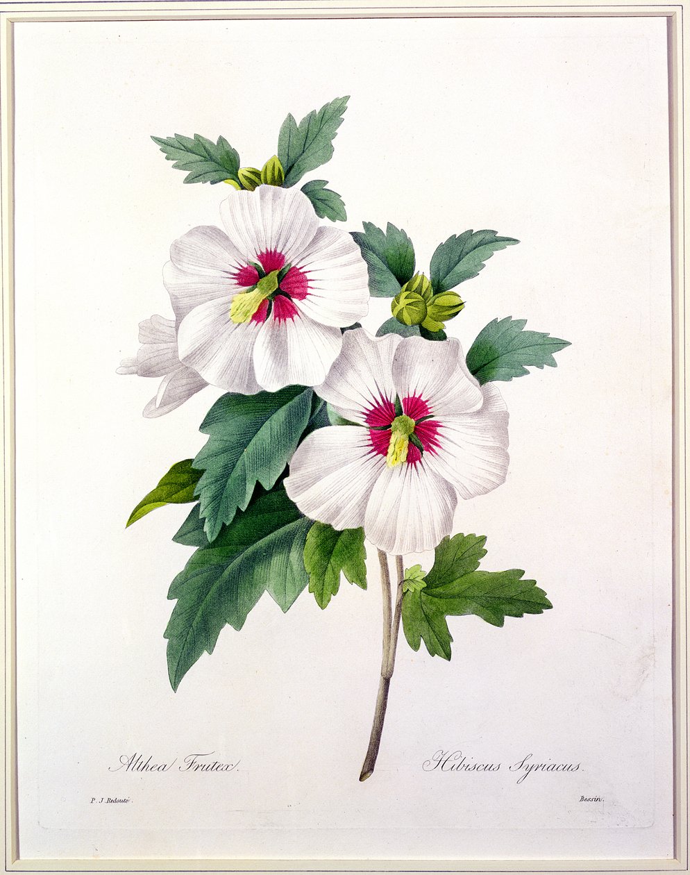 Hibiscus syriacus, Bessinin kaiverrus, teoksesta "Choix des Plus Belles Fleurs", 1827. tekijältä Pierre Joseph Redouté