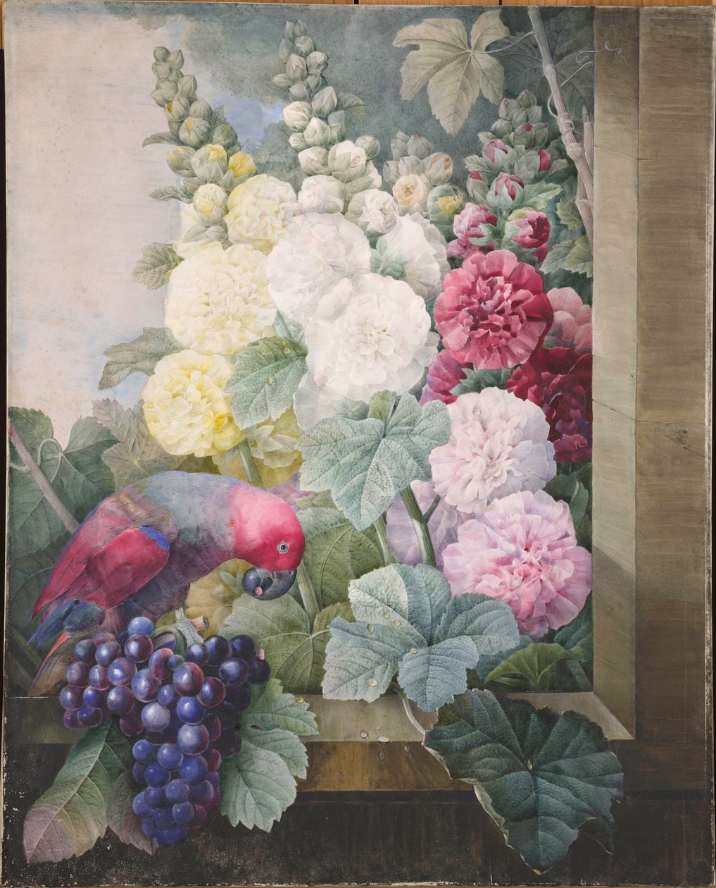 Hollyhocks, viinirypäleet ja papukaija, 1836. tekijältä Pierre Joseph Redouté