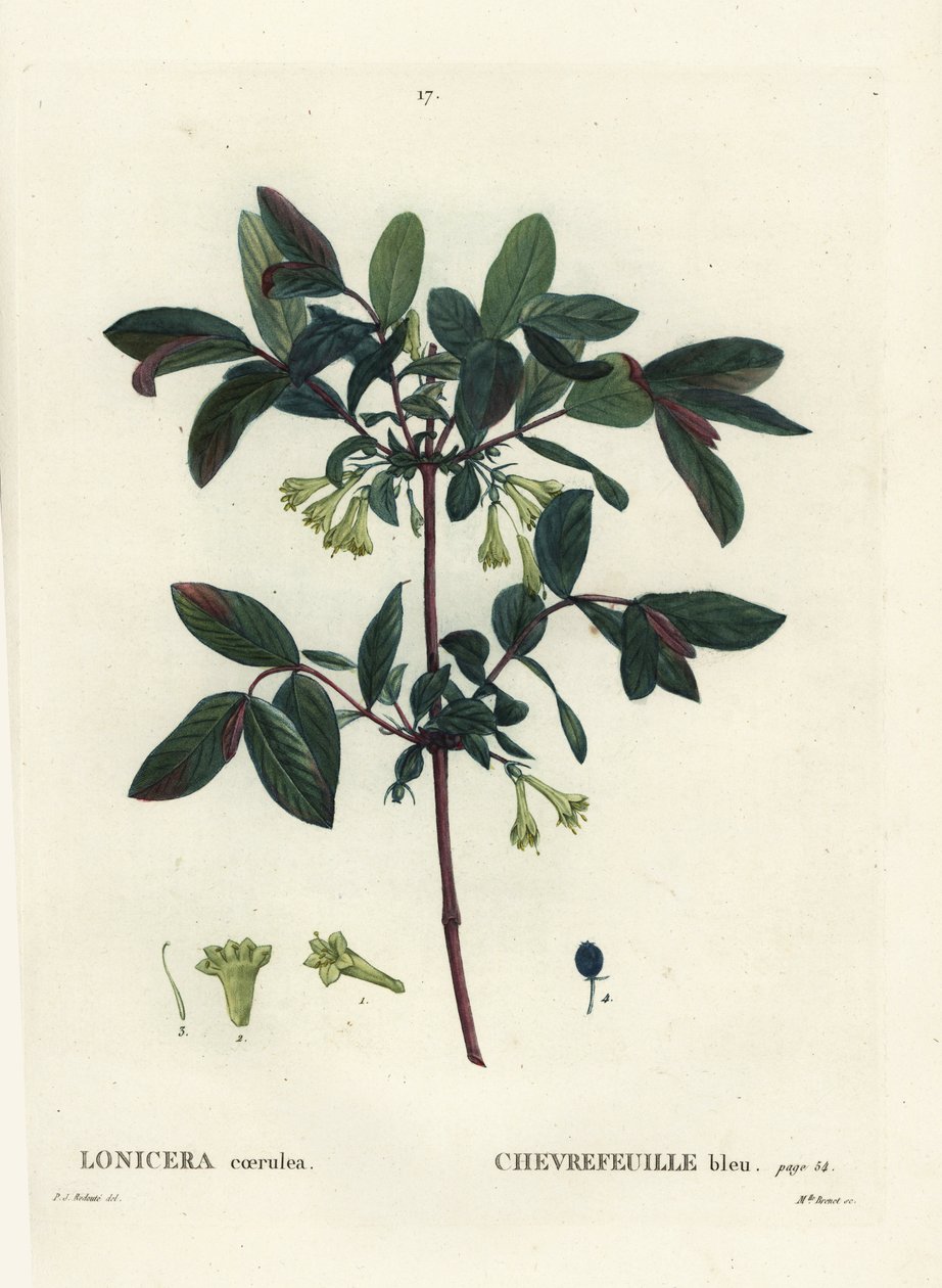 Honeyberry, Haskap marja, sinimarja kuusama tai makeanmarja kuusama, Lonicera caerulea. Miss Brenet