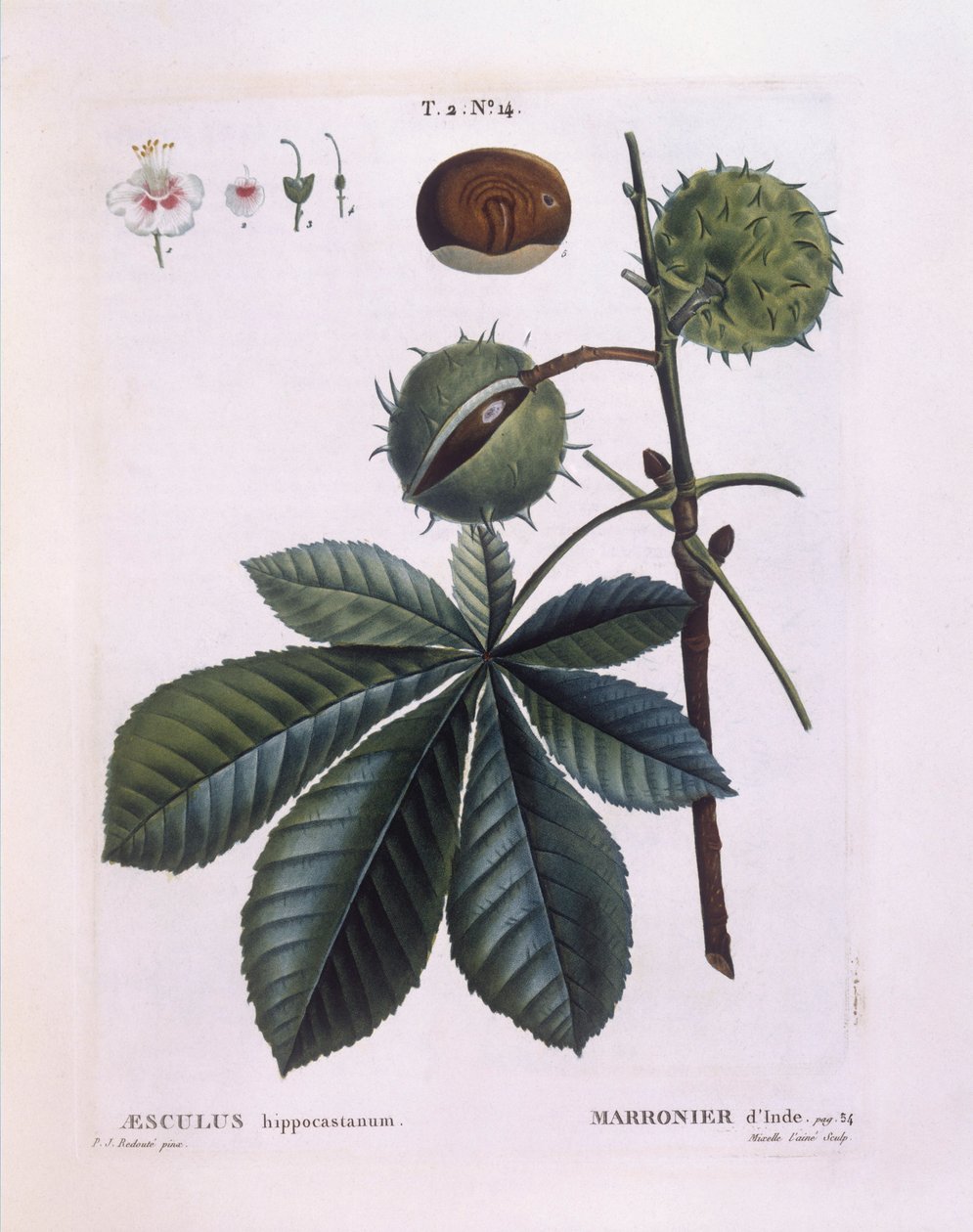Hevoskastanja tai konkeripuu (Aesculus hippocastanum), Henry Louis Duhamel du Monceau, Pierre Joseph Redoutén kasvitieteellinen levy tekijältä Pierre Joseph Redouté