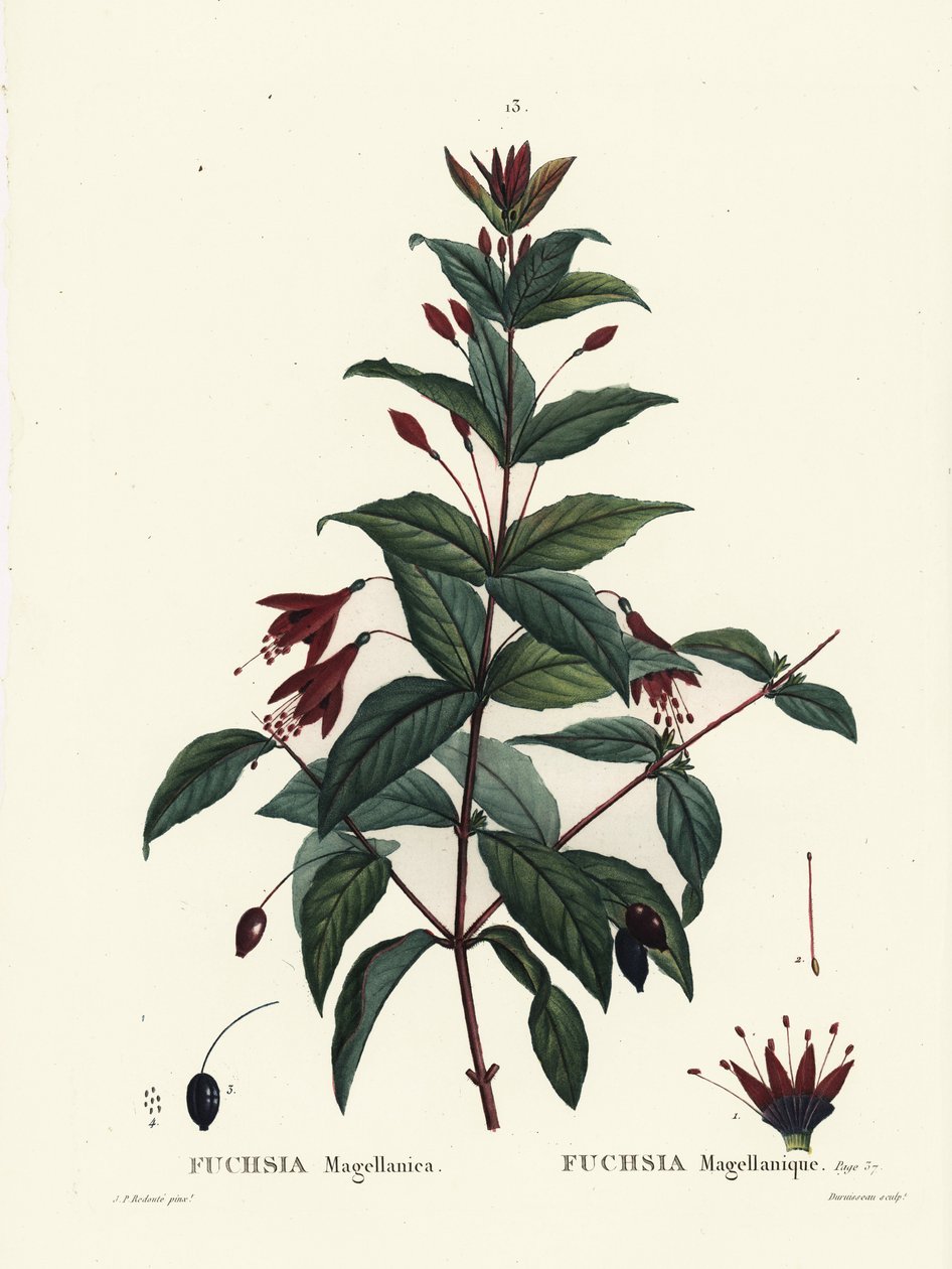 Hummingbird fuksia, Fuchsia magellanica. Du Ruisseaun käsinvärinen pistekaiverrus Pierre-Joseph Redouten kuvituksen jälkeen Henri Louis Duhamel du Moncelin teoksesta Treat des Arbres et Shrustes, Pariisi tekijältä Pierre Joseph Redouté