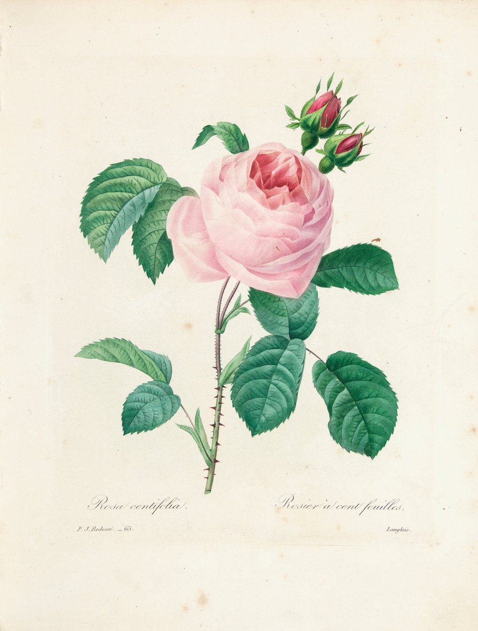 Langloisin kaivertama satalehtinen ruusu teoksesta "Kauneimpien kukkien ja kauneimpien hedelmien valinta", osa. I, 1827-33 tekijältä Pierre Joseph Redouté