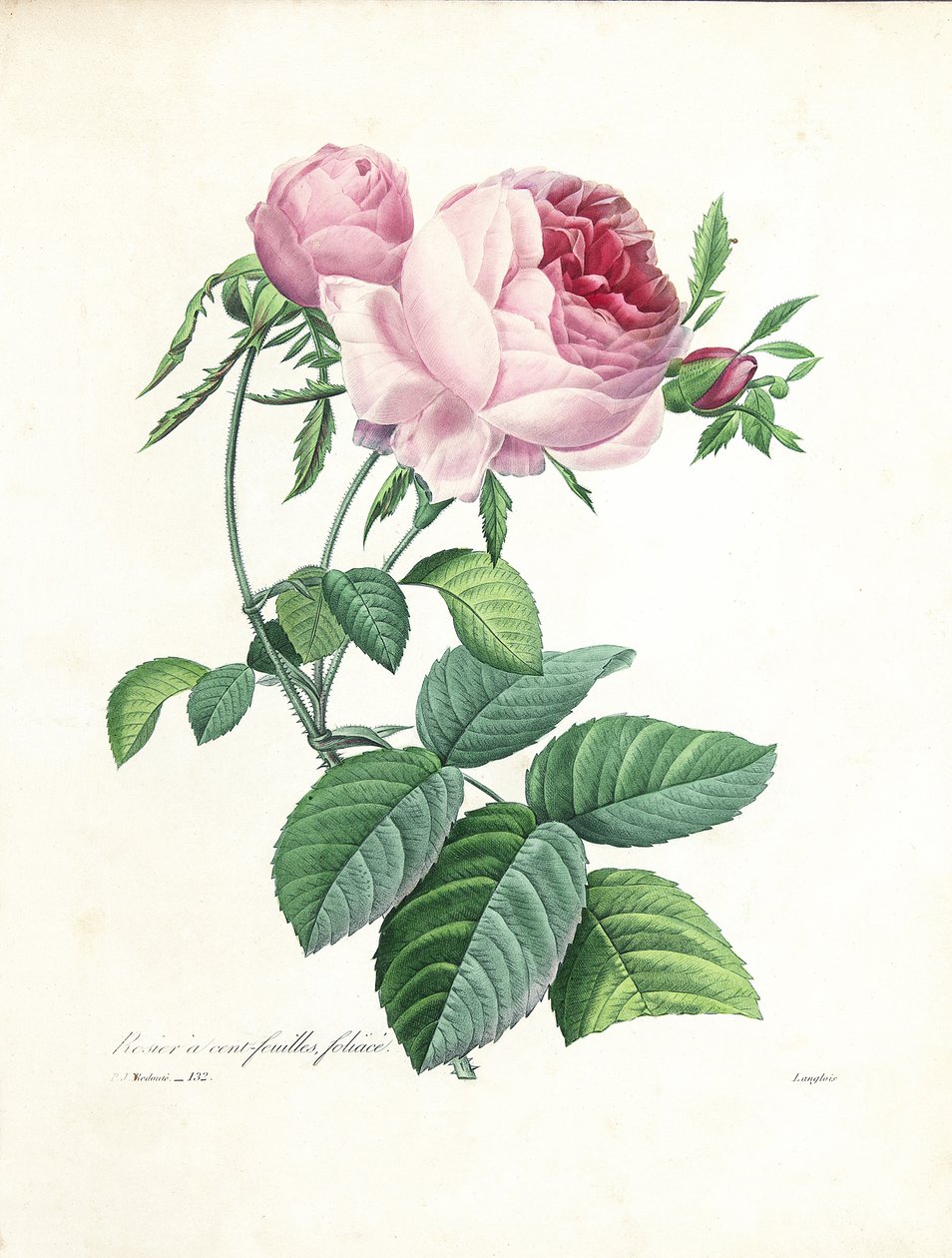 Langloisin kaivertama satalehtinen ruusu teoksesta "Kauneimpien kukkien ja kauneimpien hedelmien valinta", osa. I, 1827-33 tekijältä Pierre Joseph Redouté