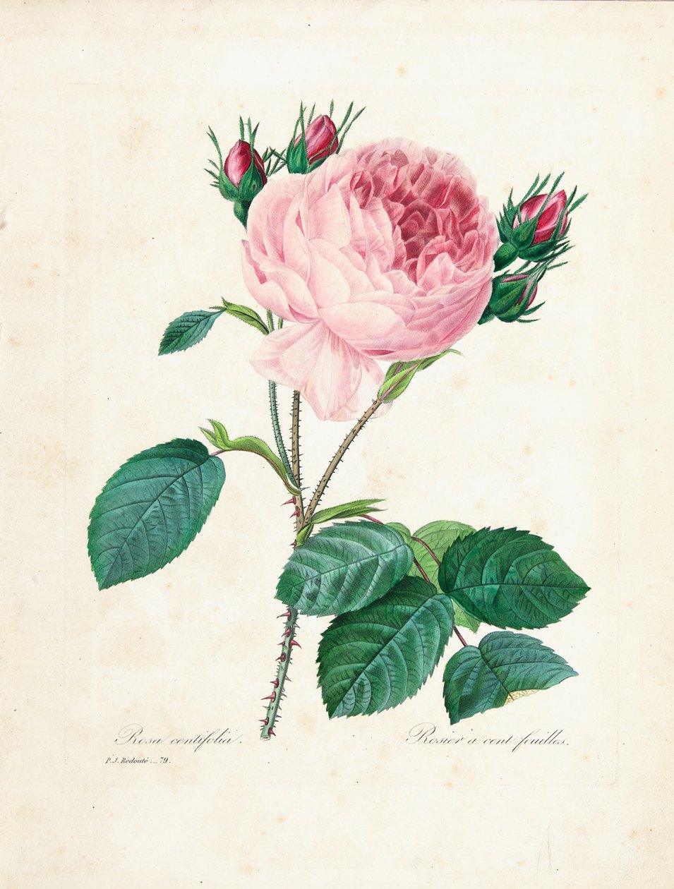 Satalehtinen ruusu, kauneimpien kukkien ja kauneimpien hedelmien valinta, osa. I, 1827-33 tekijältä Pierre Joseph Redouté