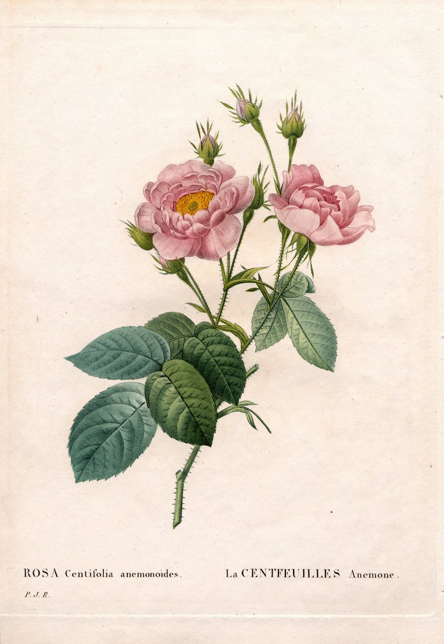 Hundred-Petalled Anemone ruusu, Rosa centifolia -lajike, La Centfeuilles Anemone. Käsinvärinen pistekuparikaiverrus Pierre Joseph Redouten teoksesta Les Roses, Paris tekijältä Pierre Joseph Redouté
