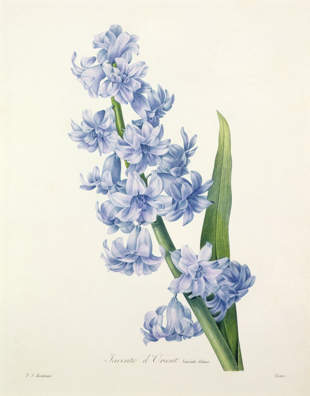 Hyacinthus orientalis (yleinen hyasintti), Victorin kaivertama kirjasta "Kauneimpien kukkien valinta", 1827 tekijältä Pierre Joseph Redouté