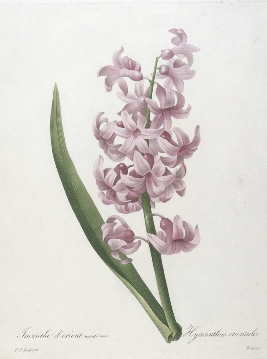 Itämainen hyasintin vaaleanpunainen lajike, Hyacinthus orientalis, kauneimpien kukkien ja kauneimpien hedelmien valinnasta, 1827 (käsinvärinen pistekaiverrus) tekijältä Pierre Joseph Redouté