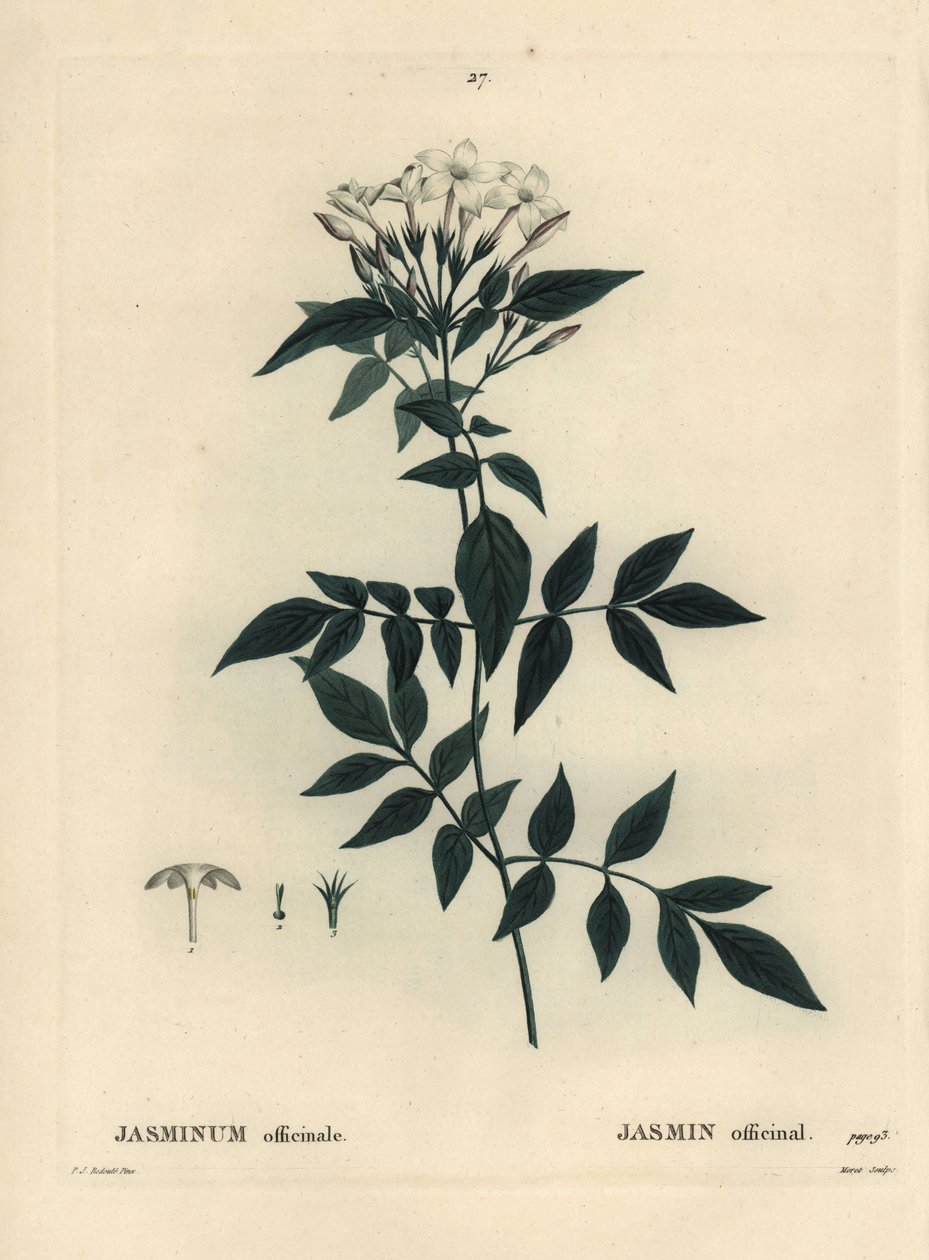 Jasmiini, Jasminum officinale. Moretin käsinvärinen pistekaiverrus Pierre-Joseph Redouten piirustuksen jälkeen Henri Louis Duhamel du Moncelin teoksesta Treat des Arbres et Shrustes, Pariisi tekijältä Pierre Joseph Redouté