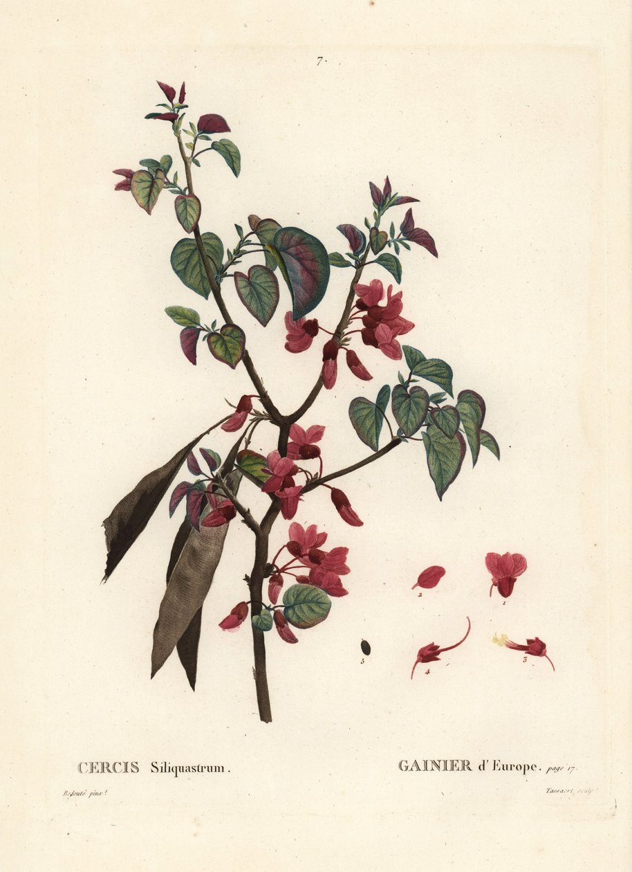 Juudaspuu, Cercis siliquastrum. Tassaertin käsinvärinen pistekaiverrus Pierre-Joseph Redouten kuvituksen jälkeen Henri Louis Duhamel du Moncelin Treat des Trees et Shrustesista, Pariisista tekijältä Pierre Joseph Redouté
